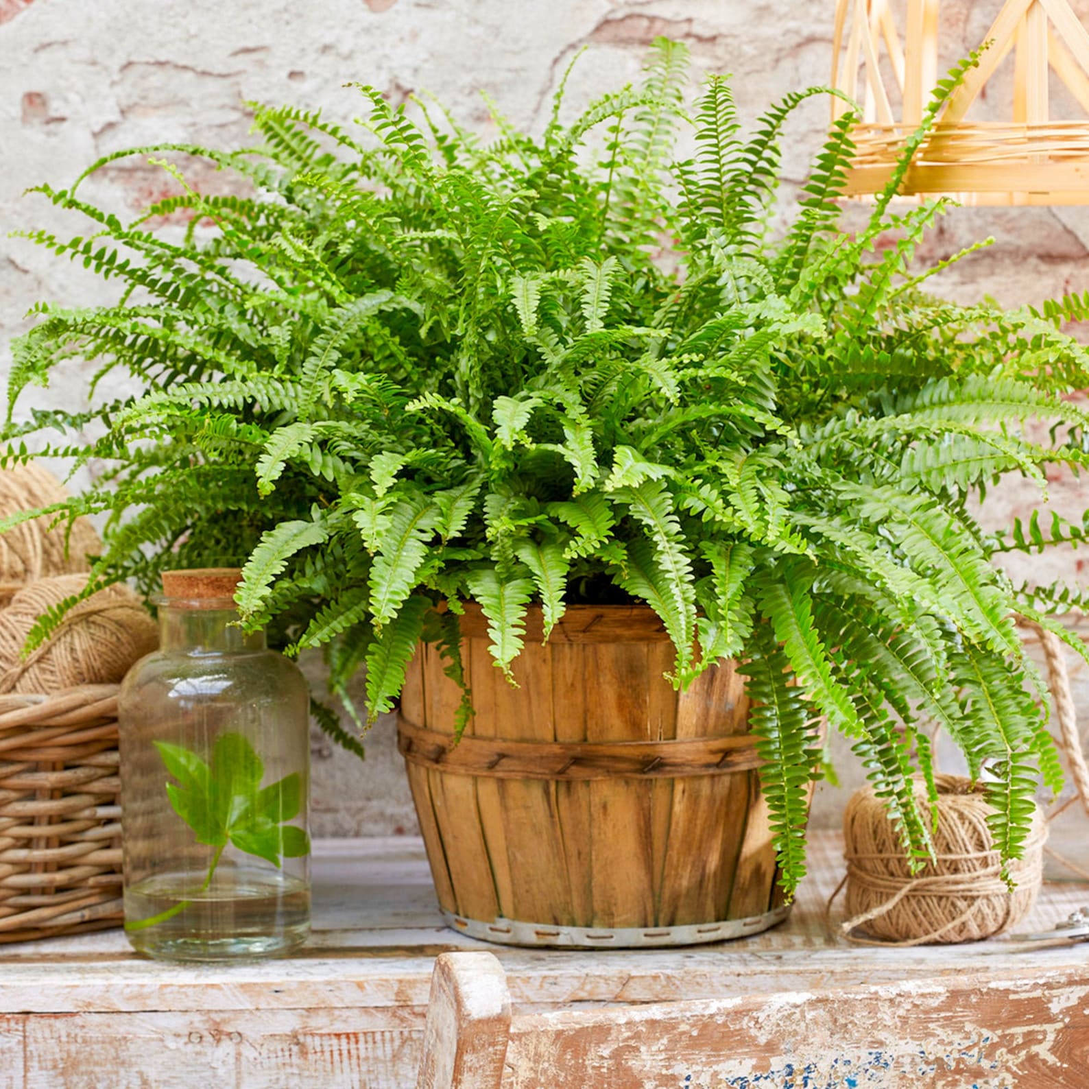 Boston Fern 9cm Pot (Nephrolepis Exaltata)