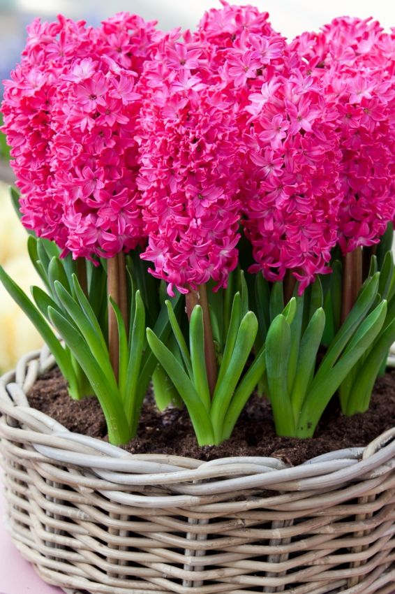 5 x Jan Bos Prepared Hyacinth Bulbs – Fragrant Pink Indoor Flowers