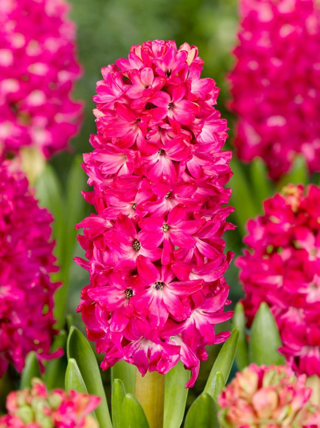 5 x Jan Bos Prepared Hyacinth Bulbs – Fragrant Pink Indoor Flowers