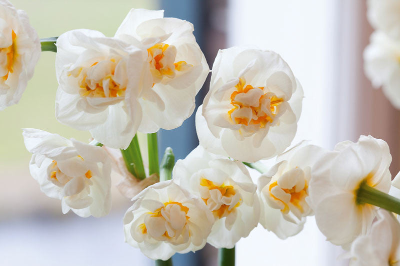 15 x Bridal Crown Narcissus Bulbs – Fragrant Double White Flowers
