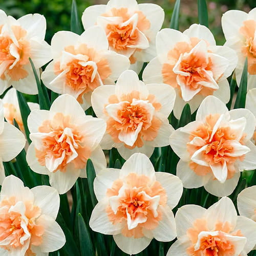 15 x Delnashaugh Narcissus Bulbs – Double Flowering Spring Bulbs