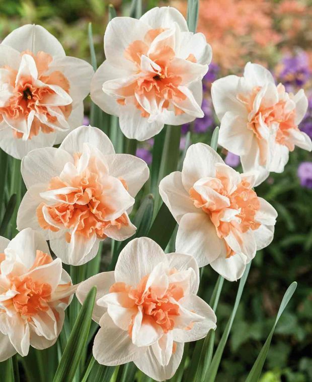 15 x Delnashaugh Narcissus Bulbs – Double Flowering Spring Bulbs