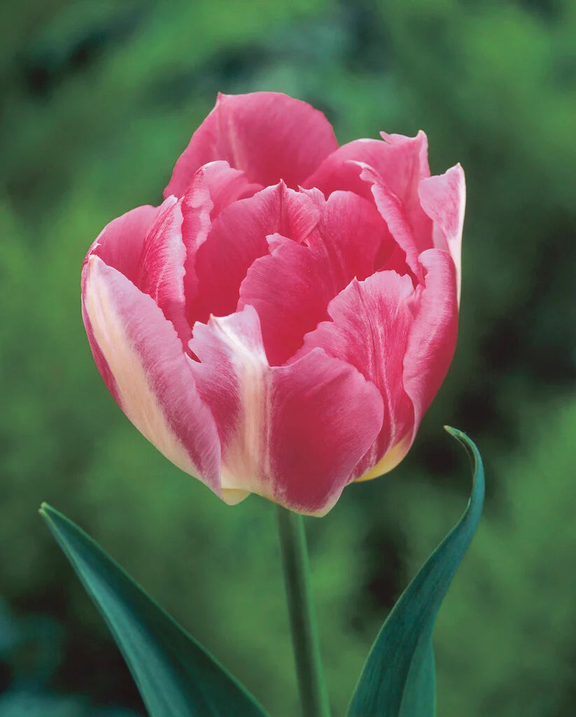 10 x Peach Blossom Double Tulip Bulbs – Soft Pink Flowers