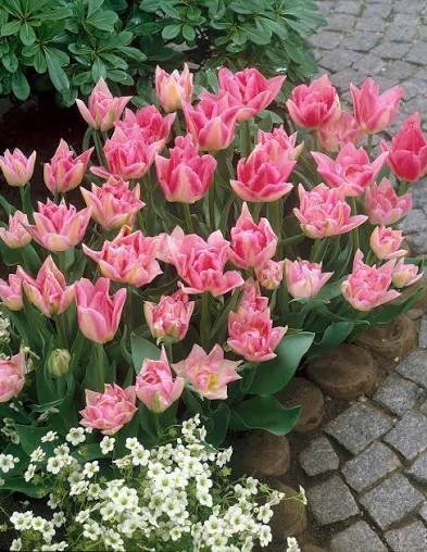 10 x Peach Blossom Double Tulip Bulbs – Soft Pink Flowers