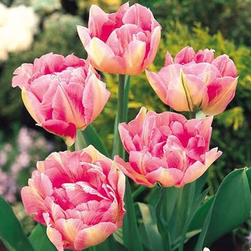 10 x Peach Blossom Double Tulip Bulbs – Soft Pink Flowers