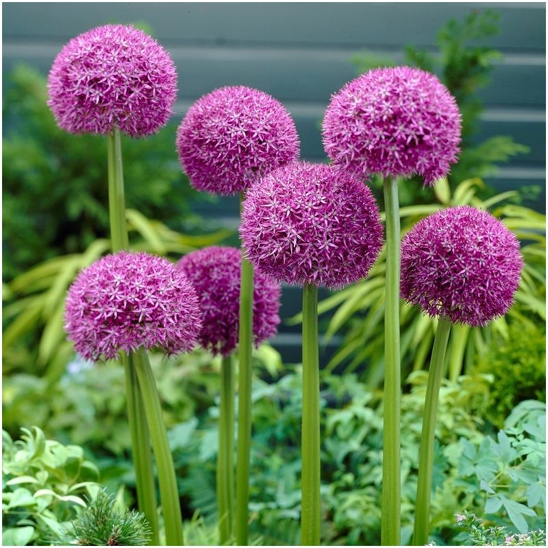 1 x Allium Pinball Wizard Bulb – Hardy Ornamental Flowering Bulb