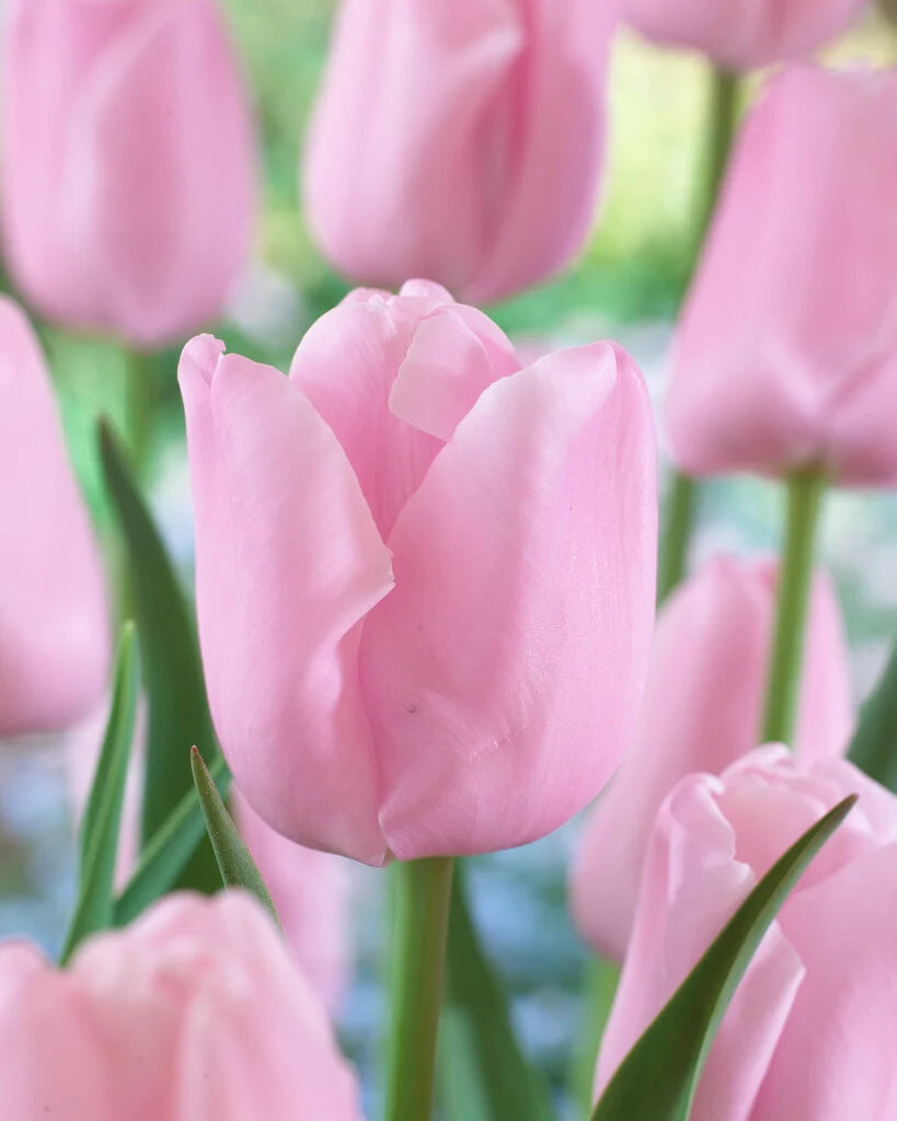 10 x Elegant Pink Diamond Tulip Bulbs – Soft Pink Double Flowers