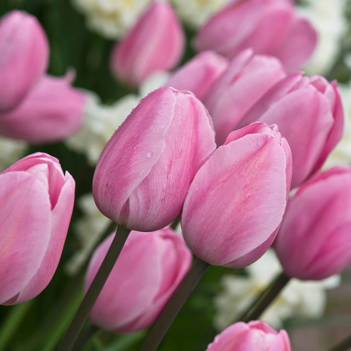 10 x Elegant Pink Diamond Tulip Bulbs – Soft Pink Double Flowers