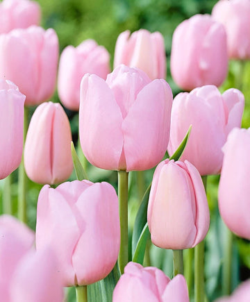 10 x Elegant Pink Diamond Tulip Bulbs – Soft Pink Double Flowers