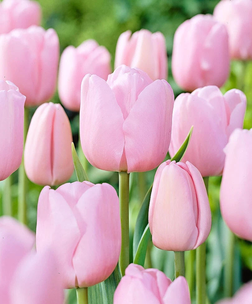 10 x Elegant Pink Diamond Tulip Bulbs – Soft Pink Double Flowers