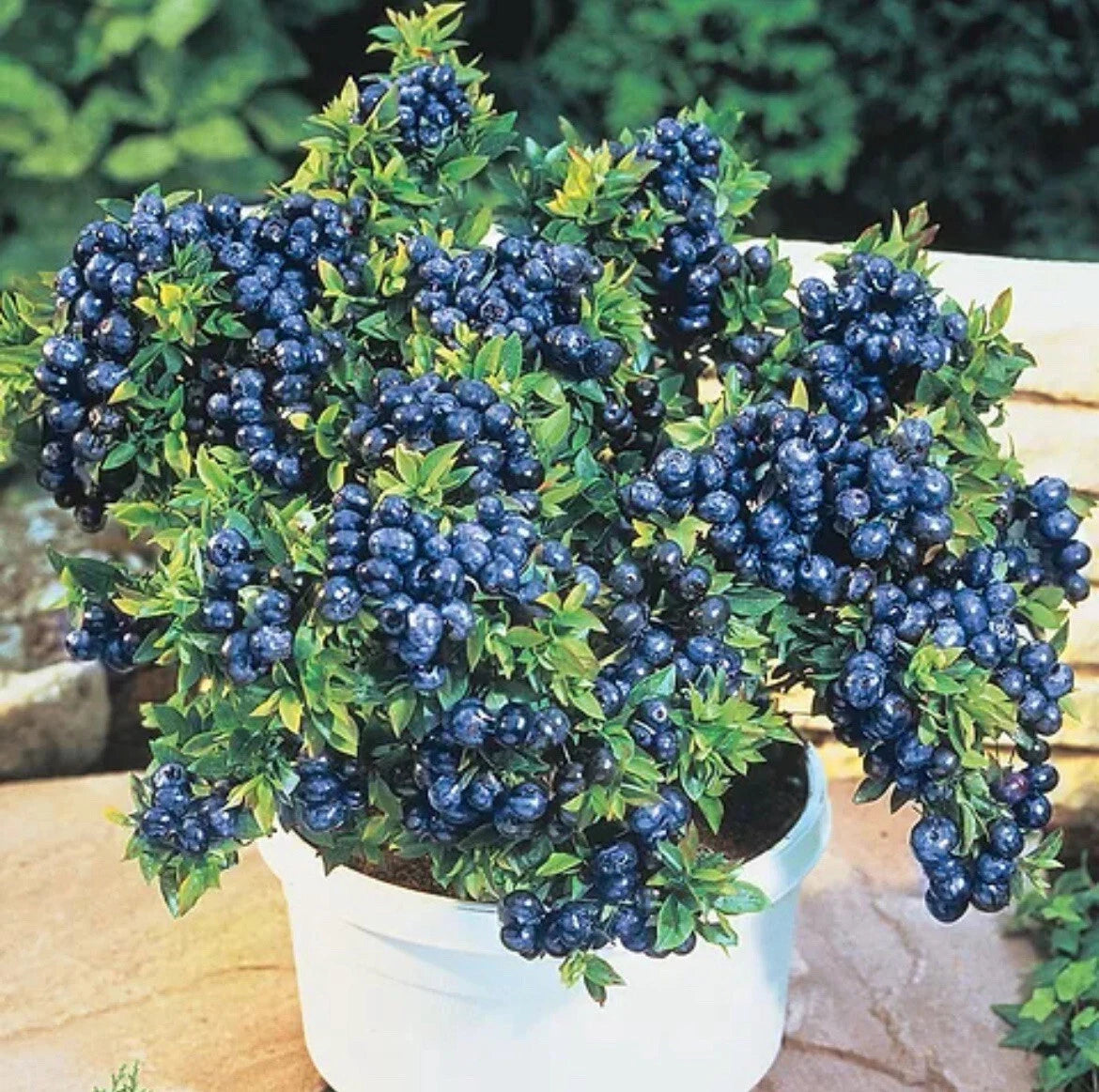 2 x Blueberry Plants 'Top Hat' - Vaccinium Bushes in 9cm Pots - High Yielding