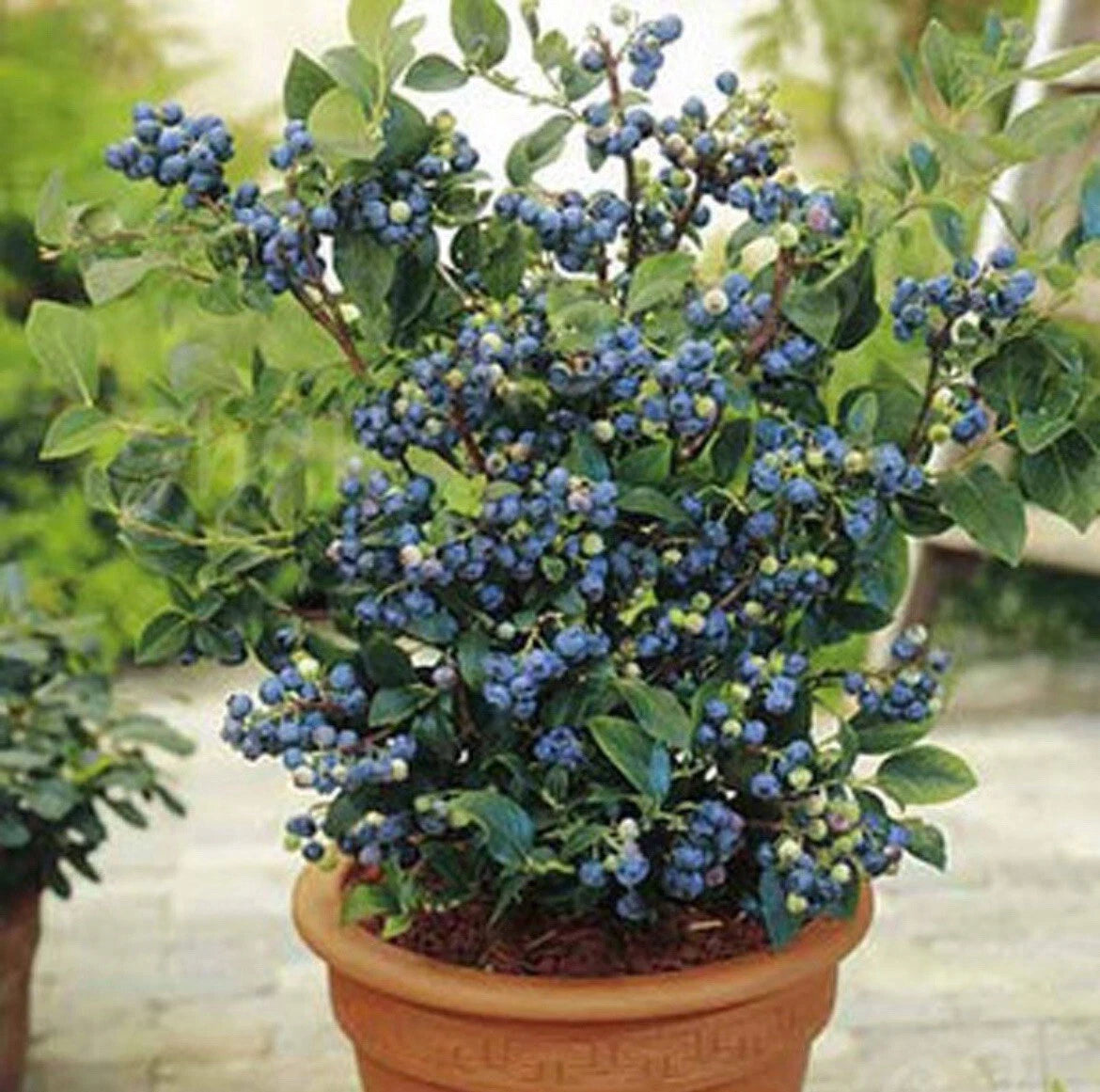 2 x Blueberry Plants 'Top Hat' - Vaccinium Bushes in 9cm Pots - High Yielding