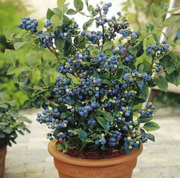 2 x Blueberry Plants 'Top Hat' - Vaccinium Bushes in 9cm Pots - High Yielding
