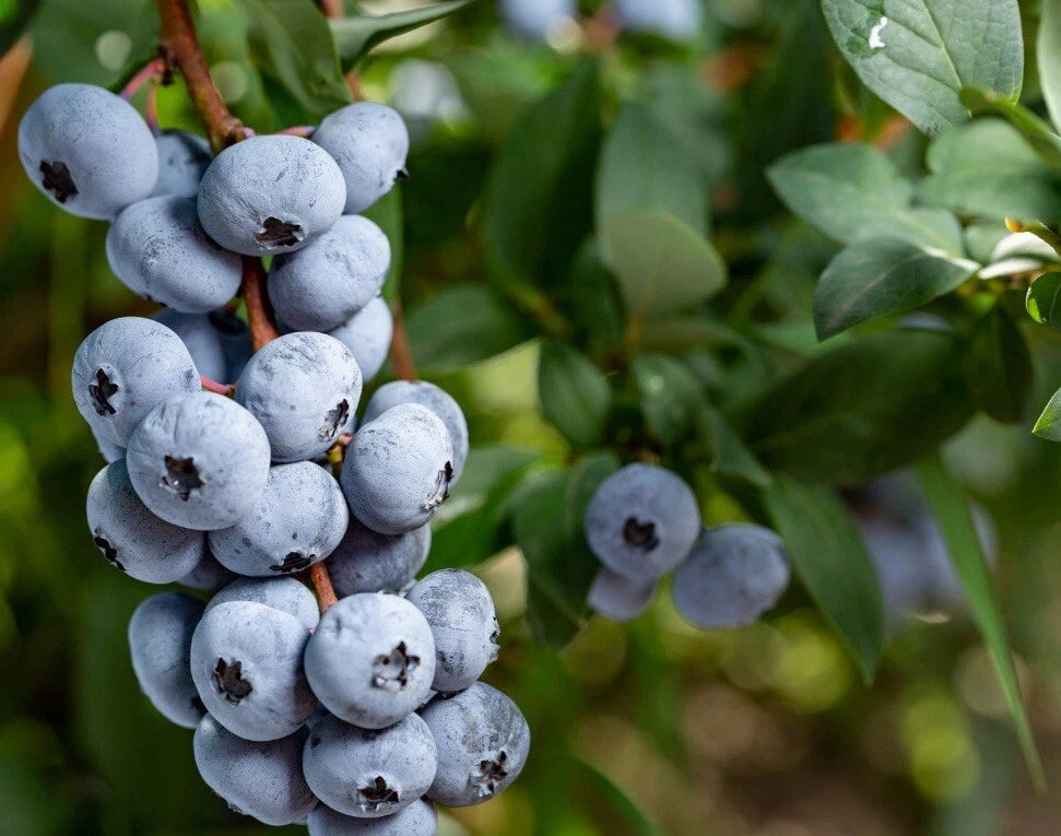 2 x Blueberry Plants 'Chandler' - Vaccinium Bushes in 9cm Pots - High Yielding