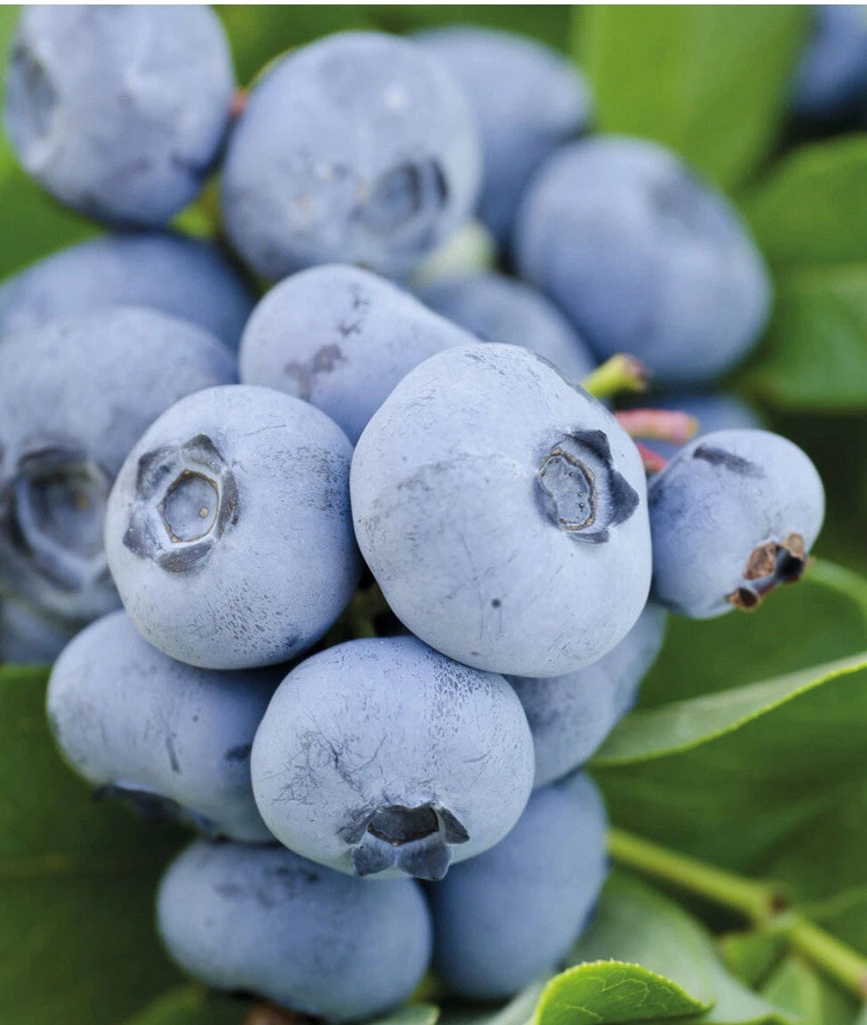 2 x Blueberry Plants 'Chandler' - Vaccinium Bushes in 9cm Pots - High Yielding