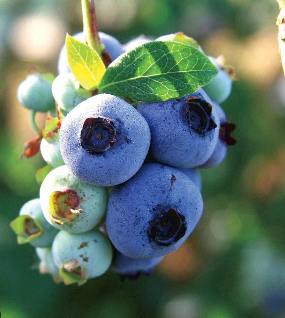 2 x Blueberry Plants 'Chandler' - Vaccinium Bushes in 9cm Pots - High Yielding