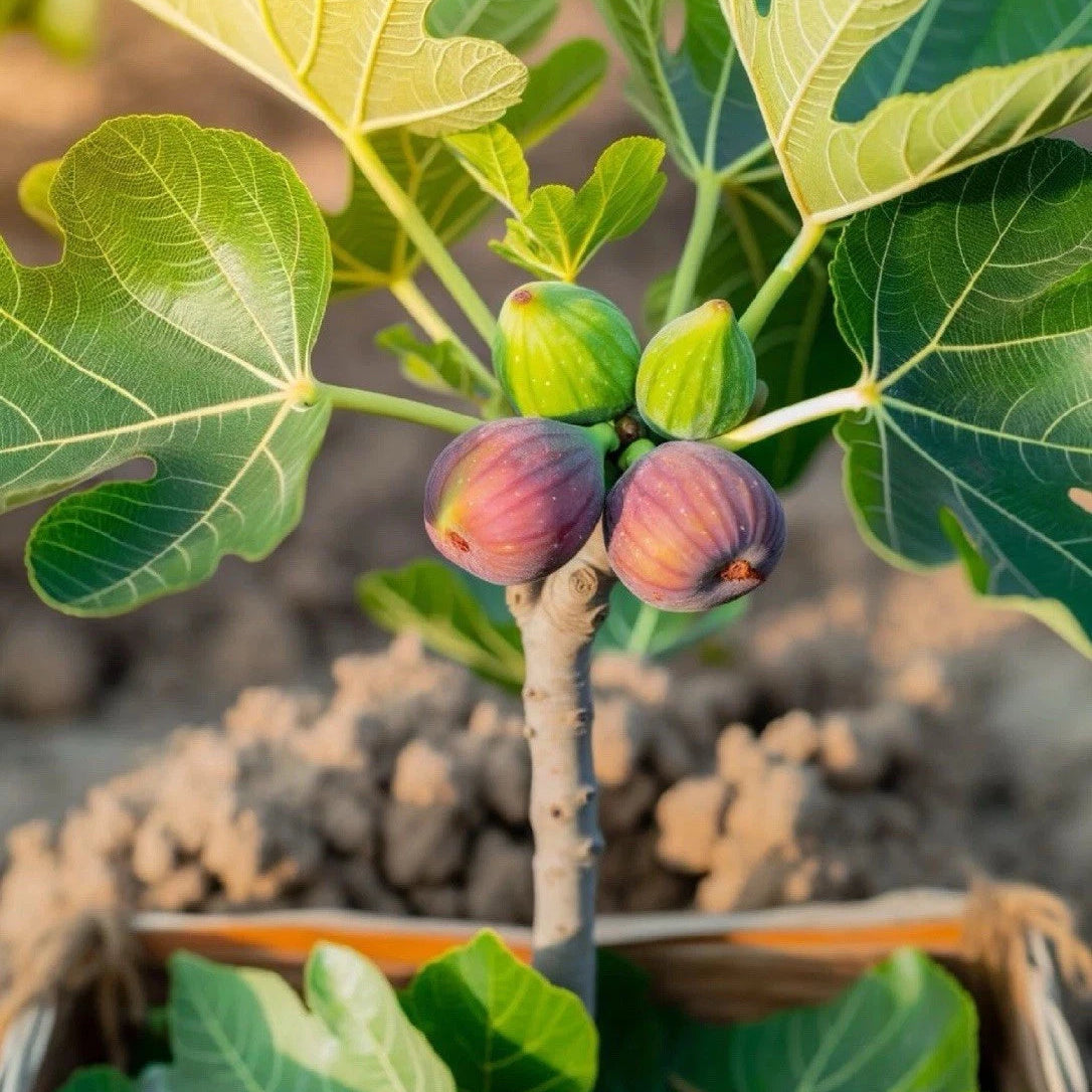 Little Miss Figgy, Fig Tree in a 9cm Pot, Ready to Fruit, Sweet Taste