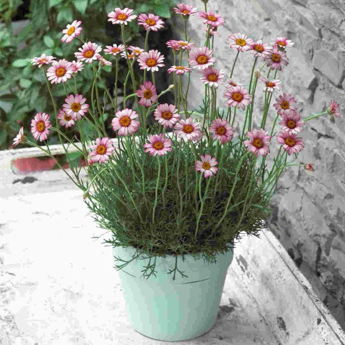 Rhodanthemum 'Marrakech' - Hardy Garden Shrub in 2 litre pot