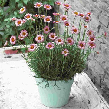Rhodanthemum 'Marrakech' - Hardy Garden Shrub in 2 litre pot