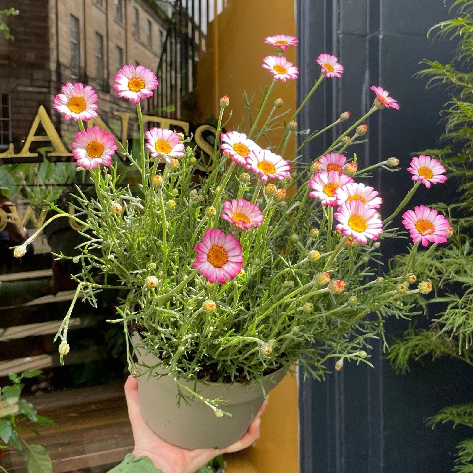 Rhodanthemum 'Marrakech' - Hardy Garden Shrub in 2 litre pot