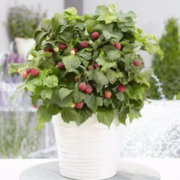 Raspberry Yummy (Bon Bon Berry) Outdoor Patio Shrub Fruit Plant In 2L pot