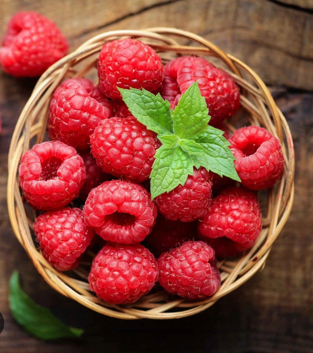 Raspberry Yummy (Bon Bon Berry) Outdoor Patio Shrub Fruit Plant In 2L pot