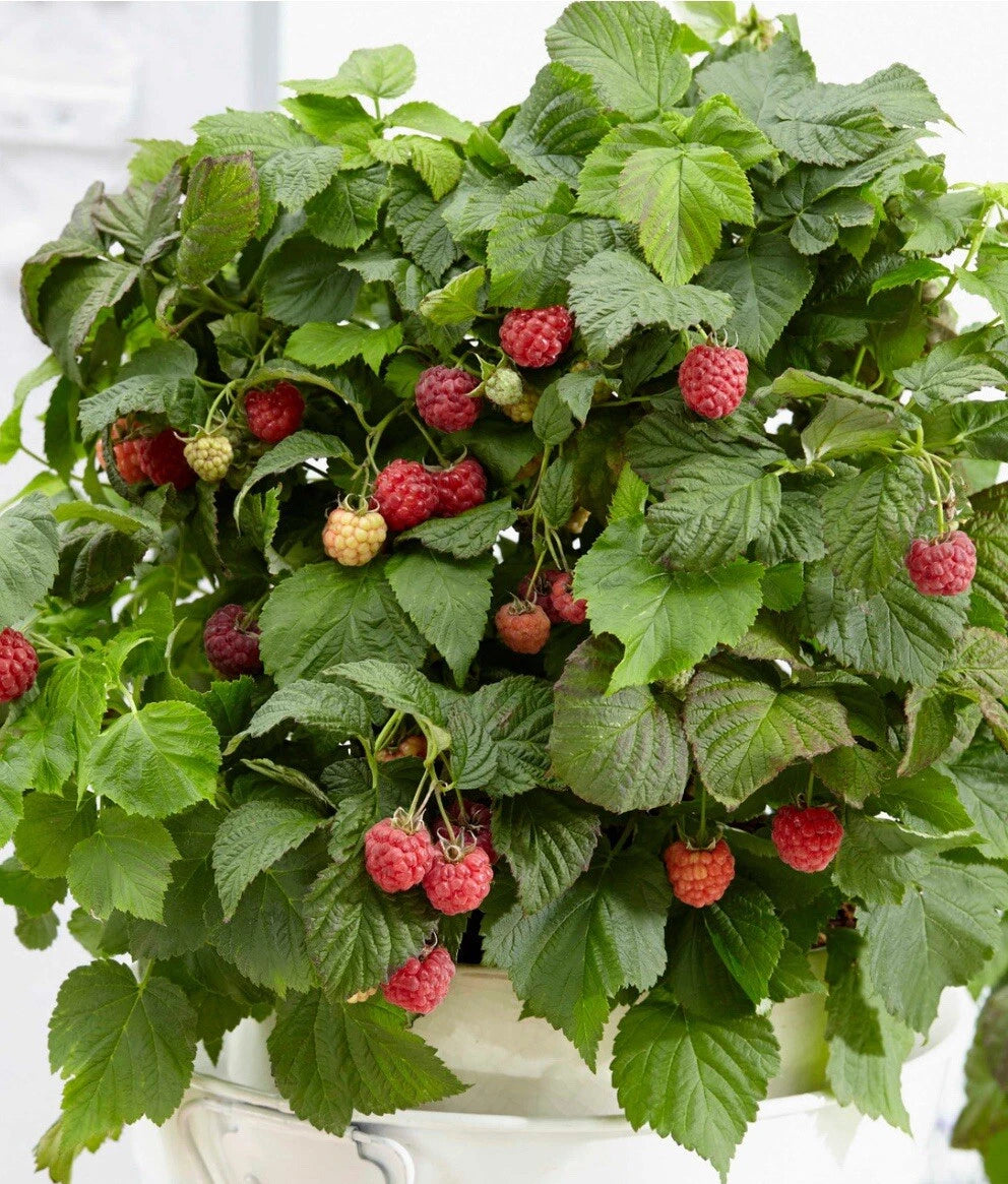 Raspberry Yummy (Bon Bon Berry) Outdoor Patio Shrub Fruit Plant In 2L pot