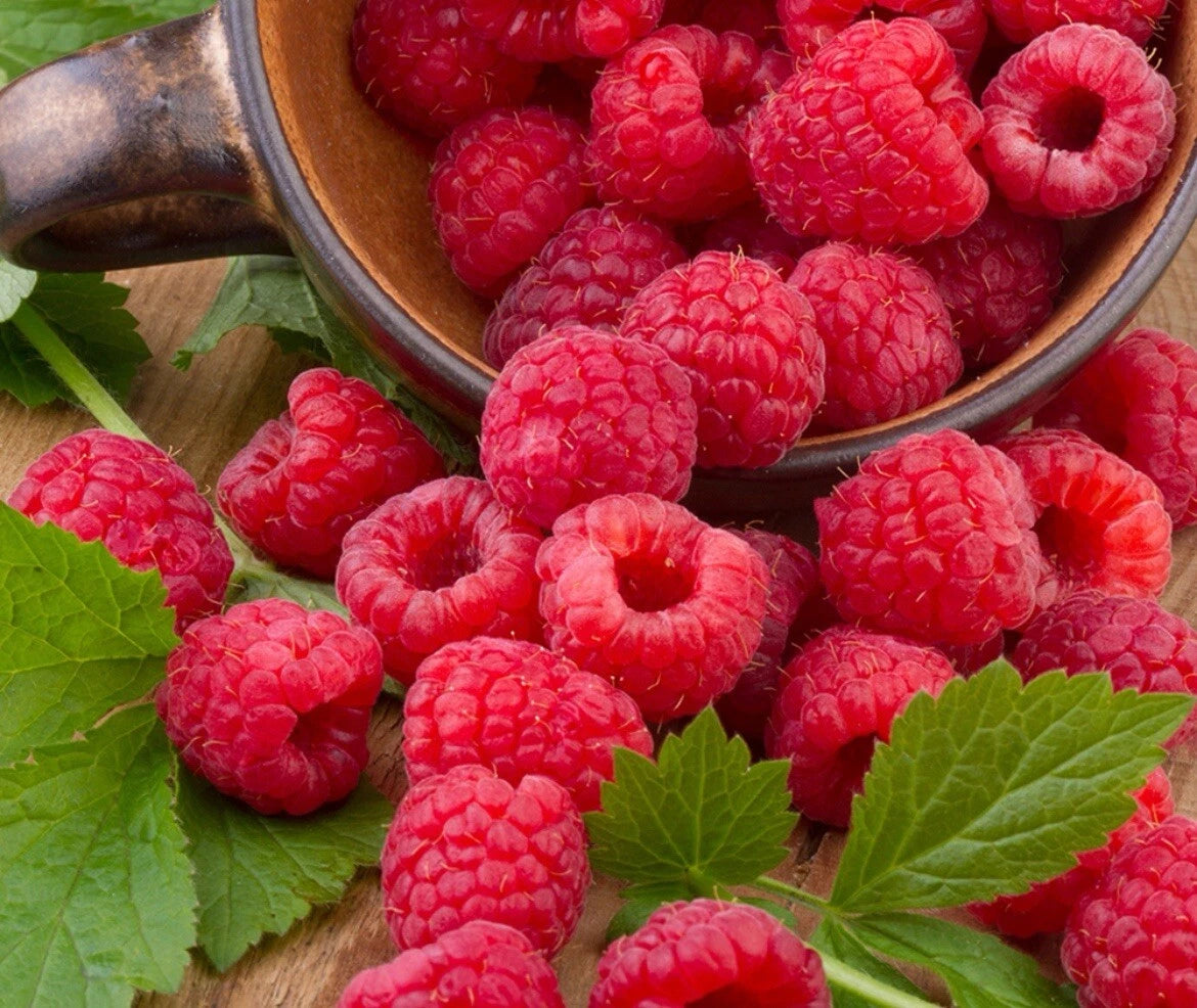 Raspberry Yummy (Bon Bon Berry) Outdoor Patio Shrub Fruit Plant In 2L pot