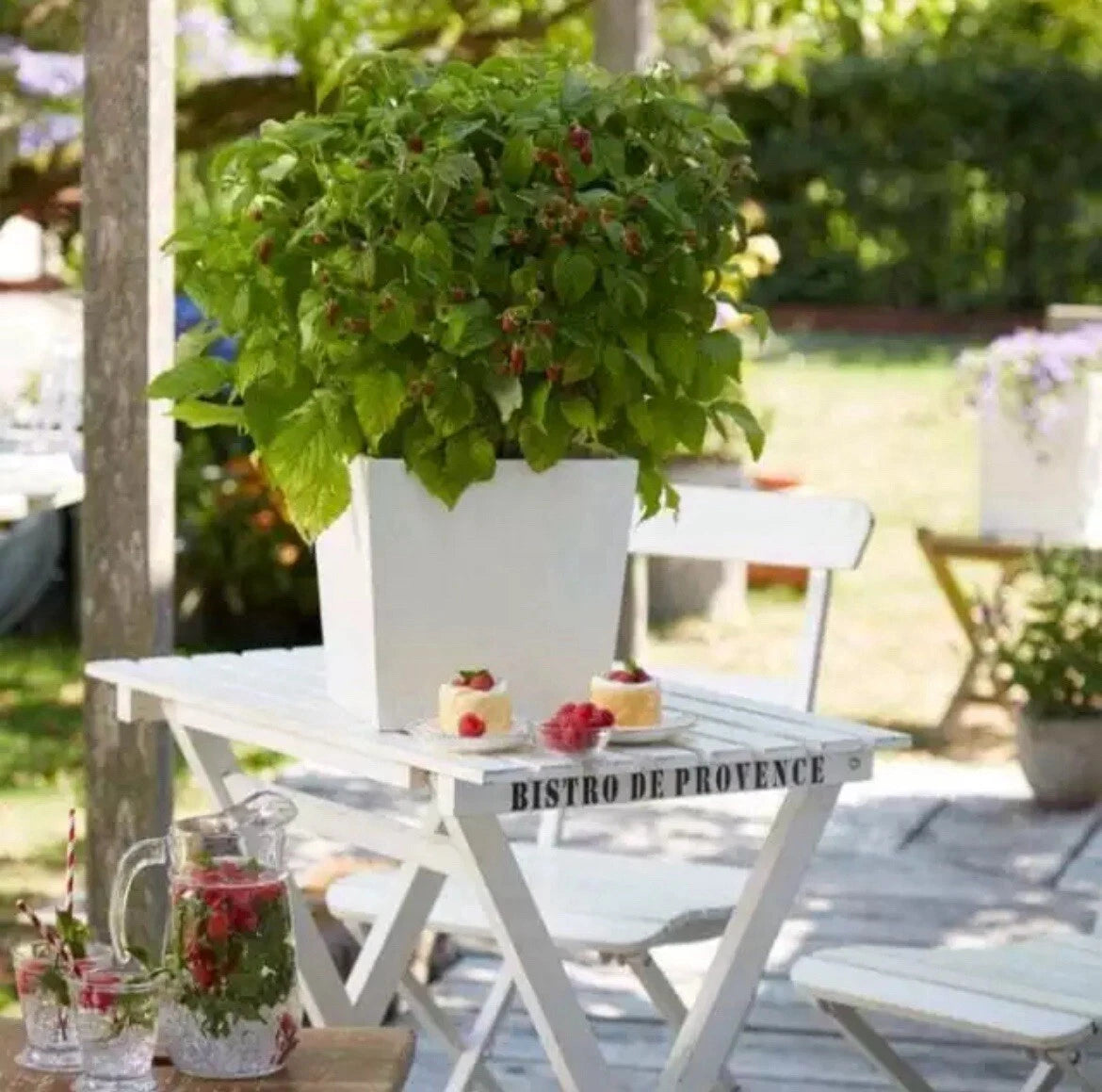 Raspberry Yummy (Bon Bon Berry) Outdoor Patio Shrub Fruit Plant In 2L pot