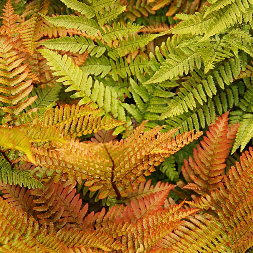 Japanese Shield Fern (Dryopteris erythrosora) – Hardy Semi-Evergreen Fern