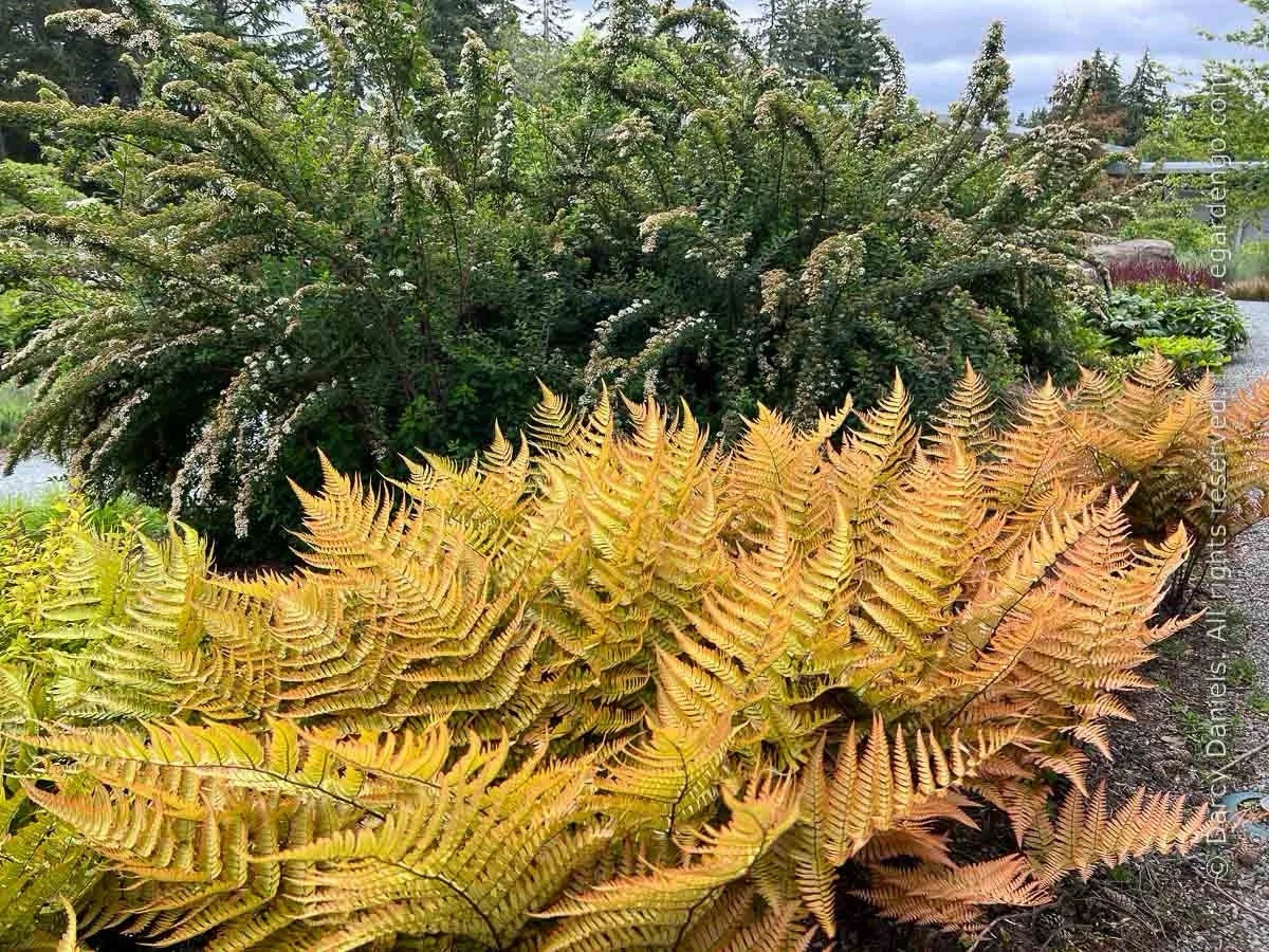 Japanese Shield Fern (Dryopteris erythrosora) – Hardy Semi-Evergreen Fern