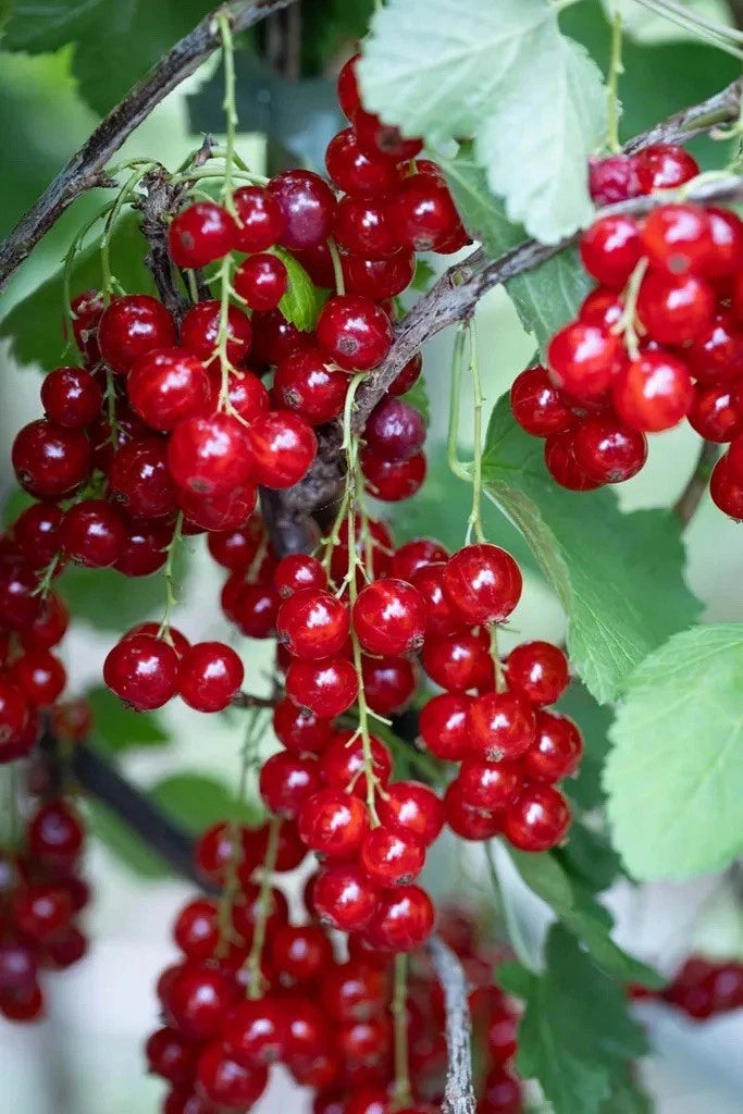 3 Ltr Pot Size Redcurrant Plant Rovada Adult Estanlished Plant - High Yield