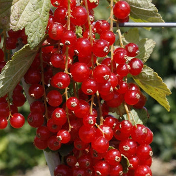 3 Ltr Pot Size Redcurrant Plant Rovada Adult Estanlished Plant - High Yield