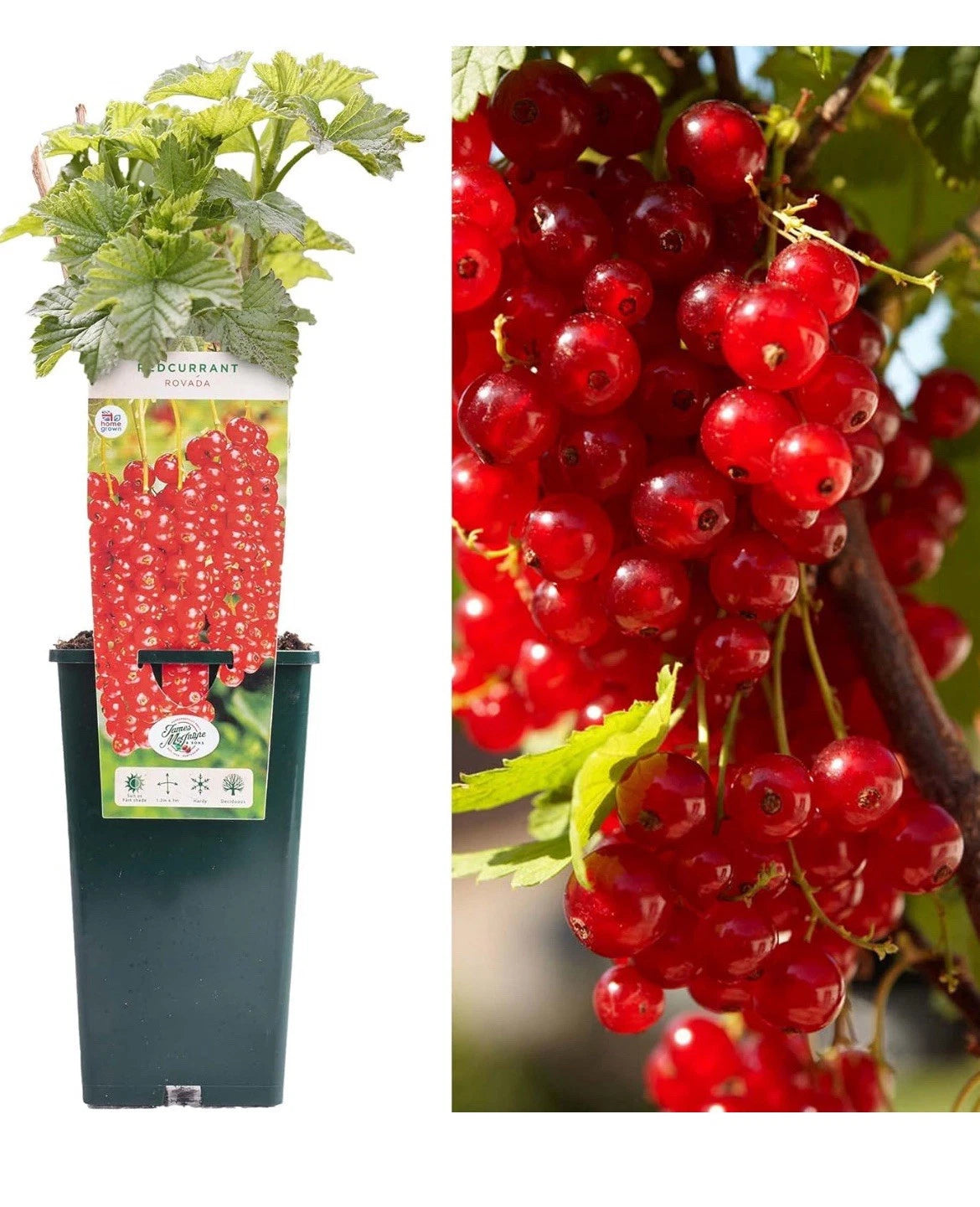 3 Ltr Pot Size Redcurrant Plant Rovada Adult Estanlished Plant - High Yield