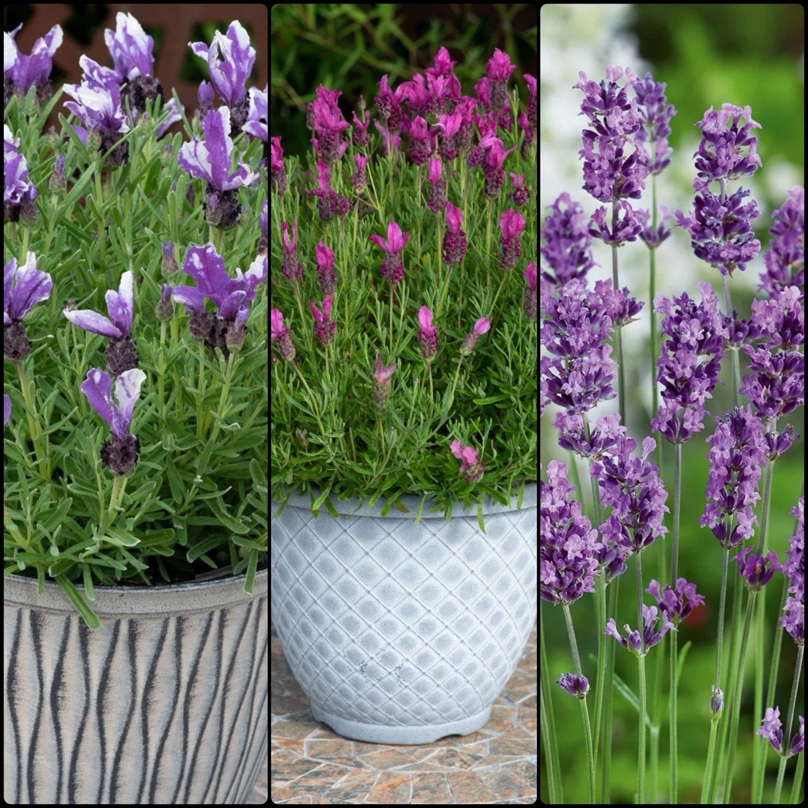 3 Pack Lavender Collection - Perennial Garden Shrub - Fragrant Flowers 13cm Pots