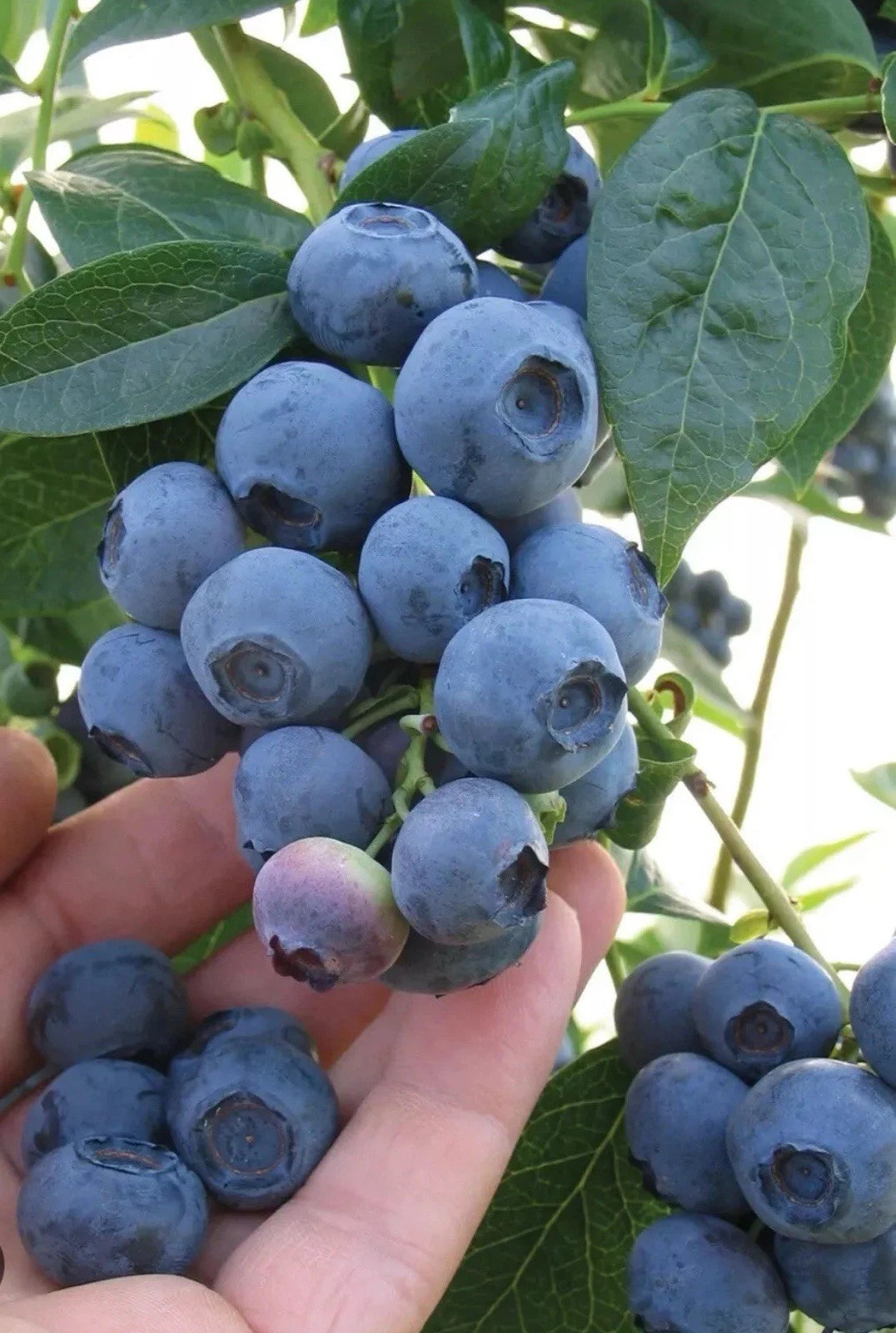 3 x Blueberry bush 'Bluejay' – Heavy Cropping & Easy to Grow (9cm Pot)