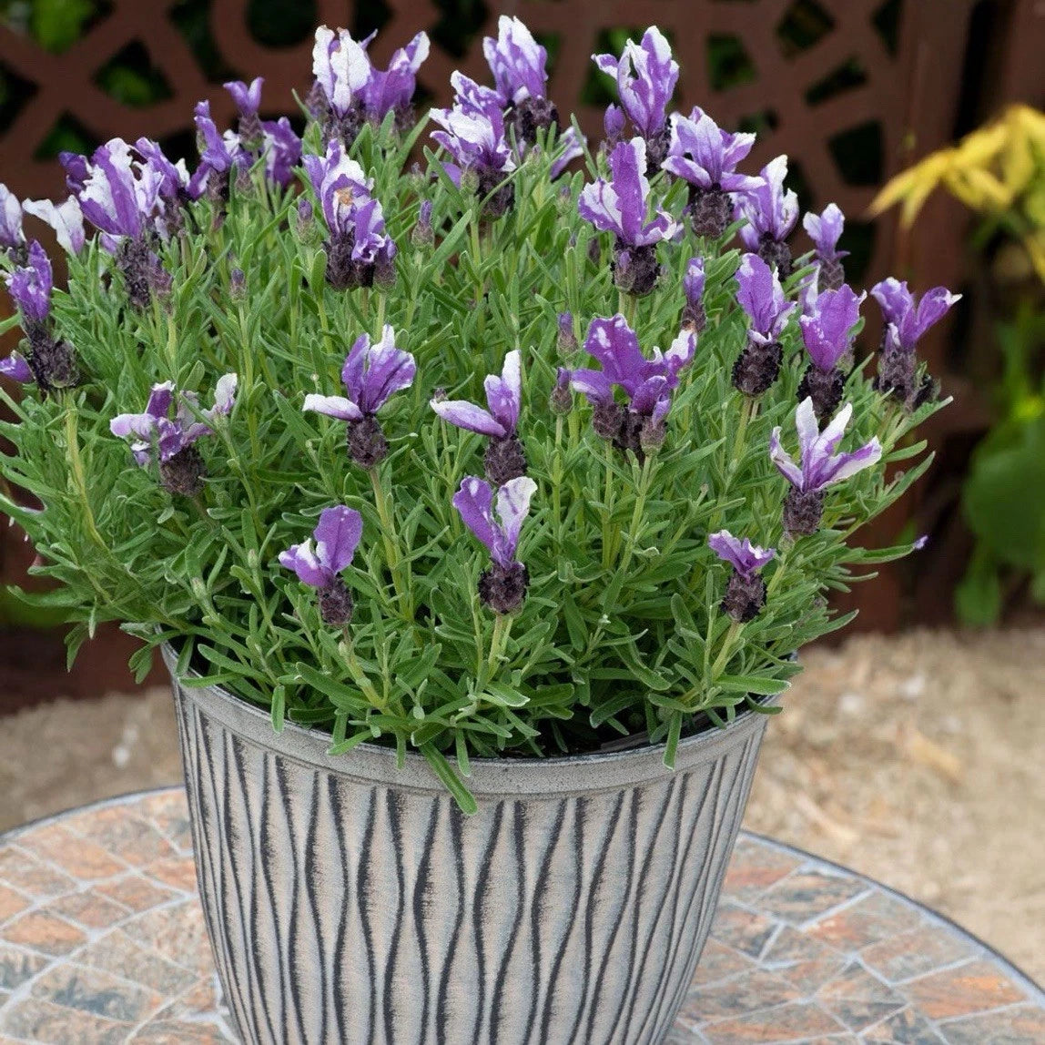 3 Pack Lavender Collection - Perennial Garden Shrub - Fragrant Flowers 13cm Pots
