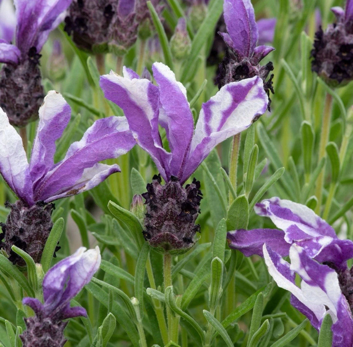 3 Pack Lavender Collection - Perennial Garden Shrub - Fragrant Flowers 13cm Pots