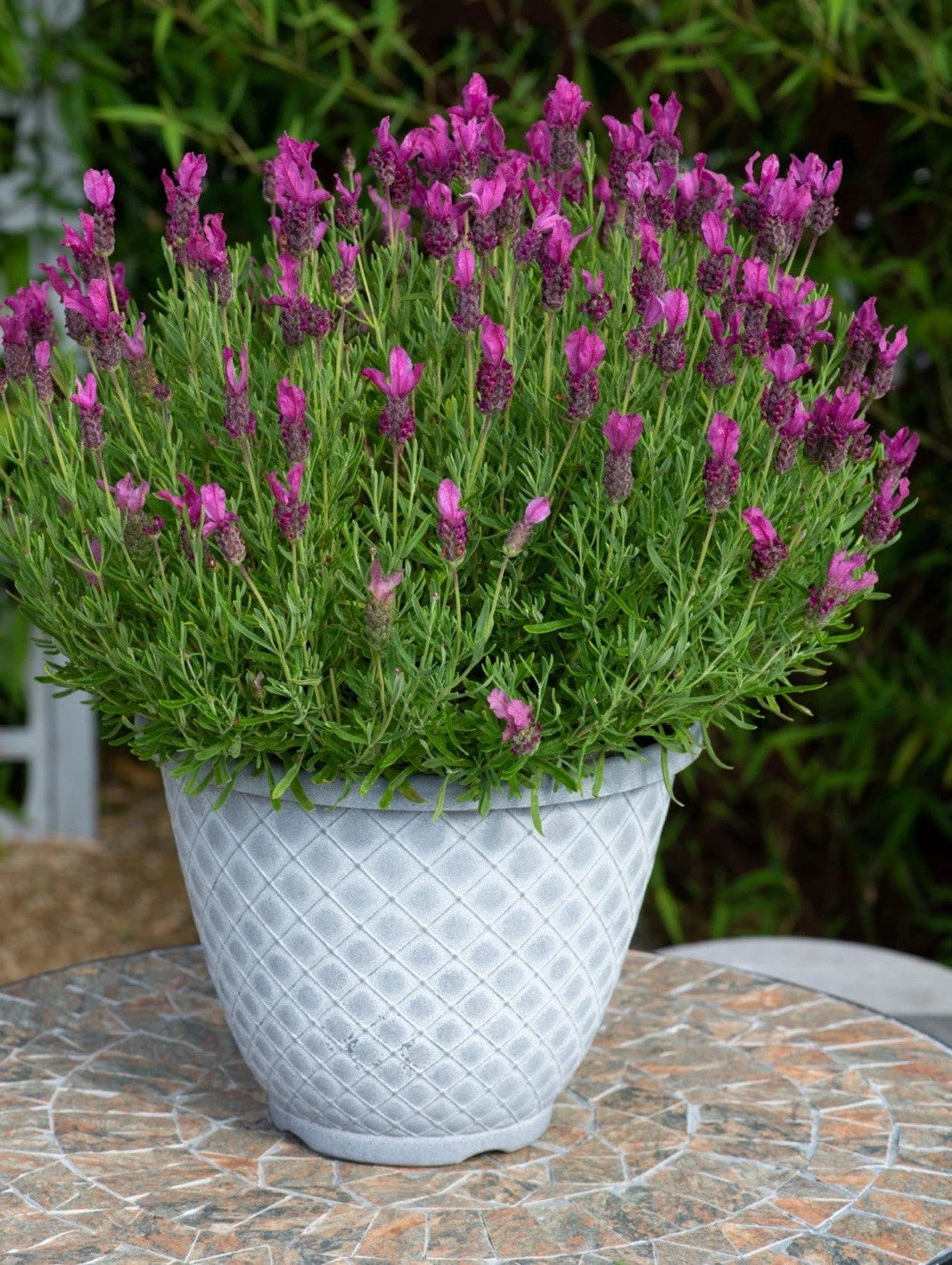 3 Pack Lavender Collection - Perennial Garden Shrub - Fragrant Flowers 13cm Pots