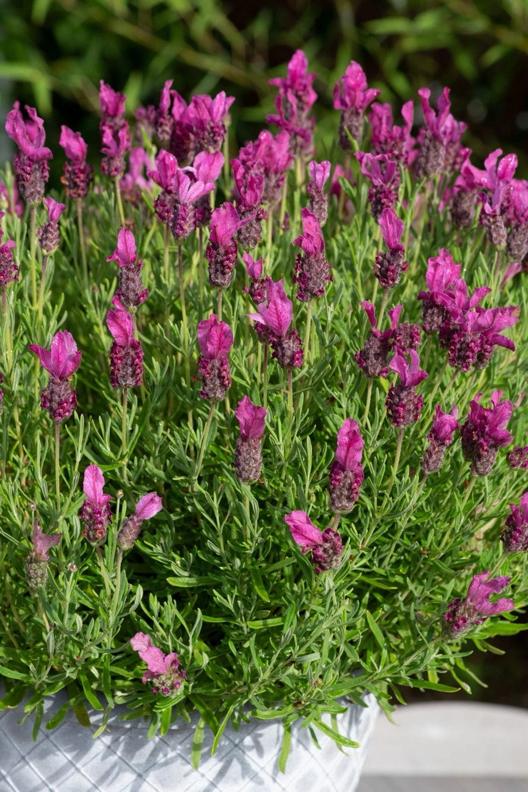 3 Pack Lavender Collection - Perennial Garden Shrub - Fragrant Flowers 13cm Pots