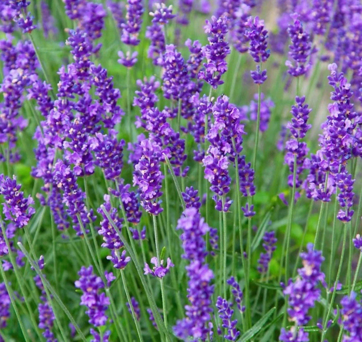 3 Pack Lavender Collection - Perennial Garden Shrub - Fragrant Flowers 13cm Pots