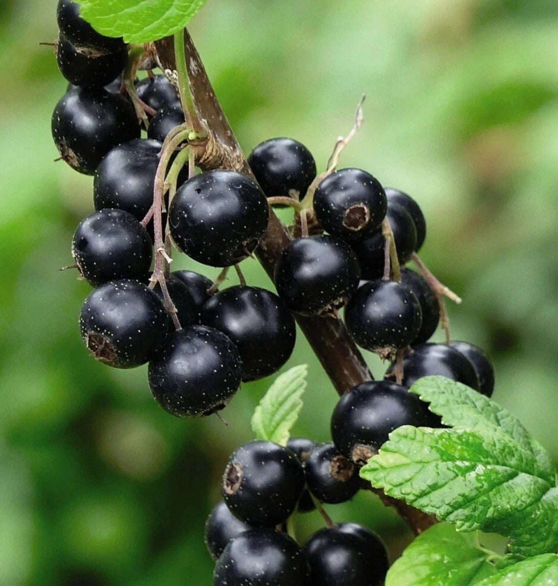 Blackcurrant Titania Garden Fruit Hardy Plant 1 x 9cm Pots