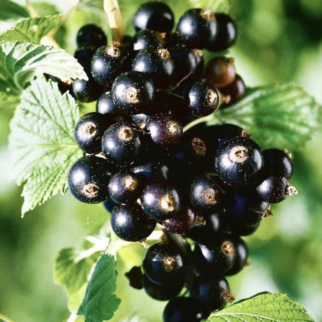 Blackcurrant Titania Garden Fruit Hardy Plant 1 x 9cm Pots