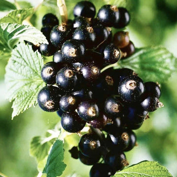 Blackcurrant Titania Garden Fruit Hardy Plant 1 x 9cm Pots