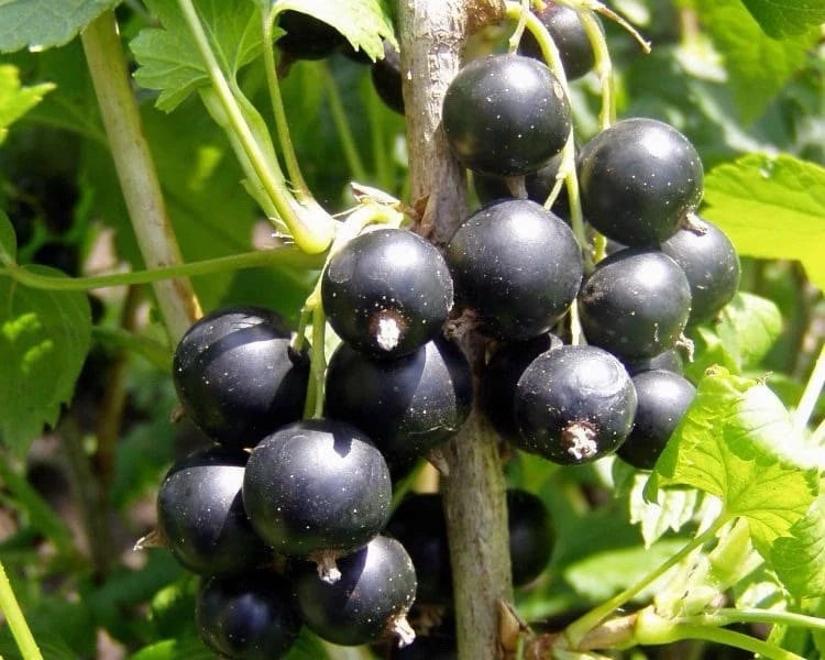 Blackcurrant Titania Garden Fruit Hardy Plant 1 x 9cm Pots
