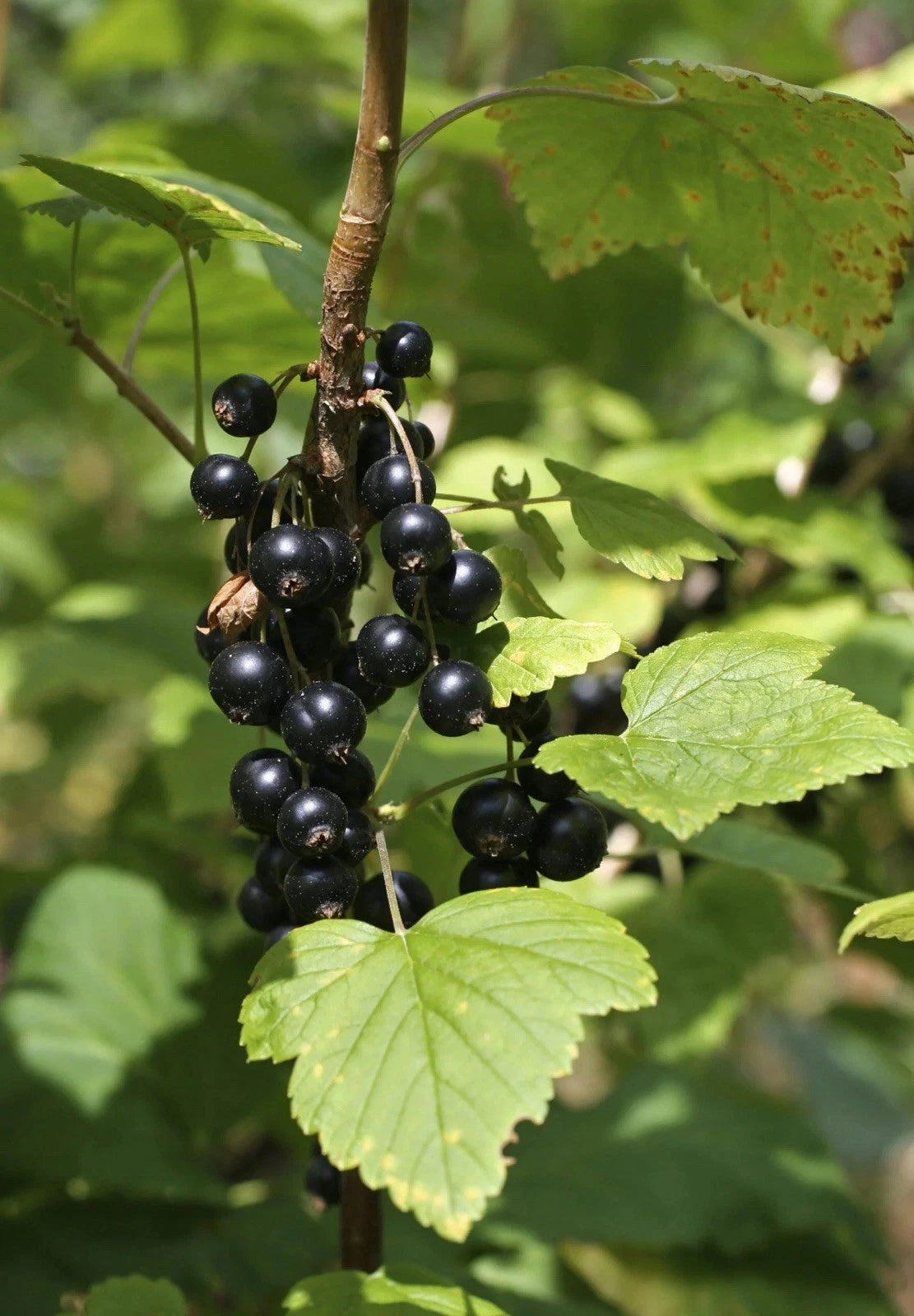 Blackcurrant Titania Garden Fruit Hardy Plant 1 x 9cm Pots
