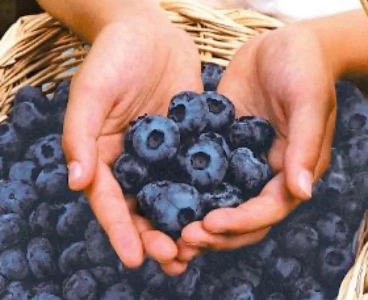 3 x Blueberry bush 'Bluejay' – Heavy Cropping & Easy to Grow (9cm Pot)