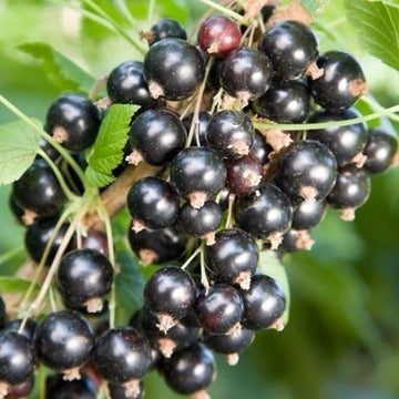 Blackcurrant Ben Connan Fruit Bush Ribes Fruiting Shrub Plant 3L Pot