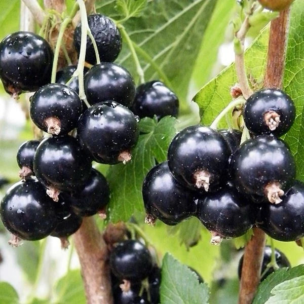 Blackcurrant Ben Connan Fruit Bush Ribes Fruiting Shrub Plant 3L Pot