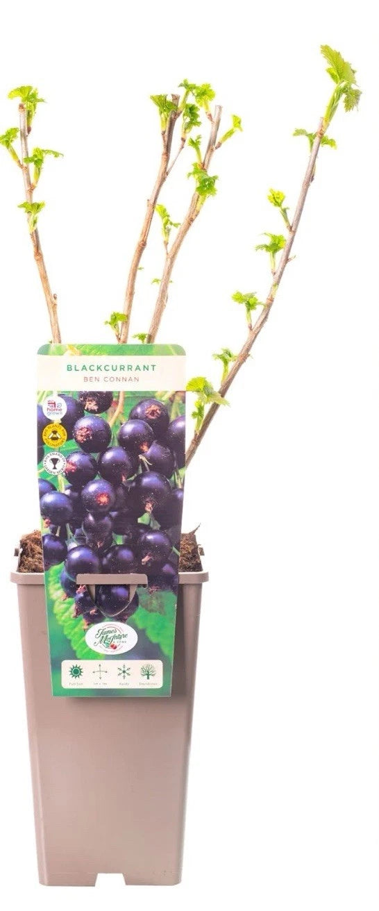 Blackcurrant Ben Connan Fruit Bush Ribes Fruiting Shrub Plant 3L Pot